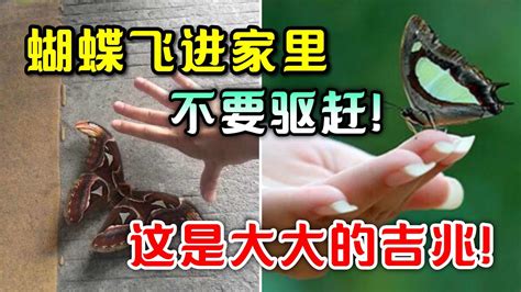 蝴蝶跑進家裡|蝴蝶飛進家，如何應對趨吉避兇？